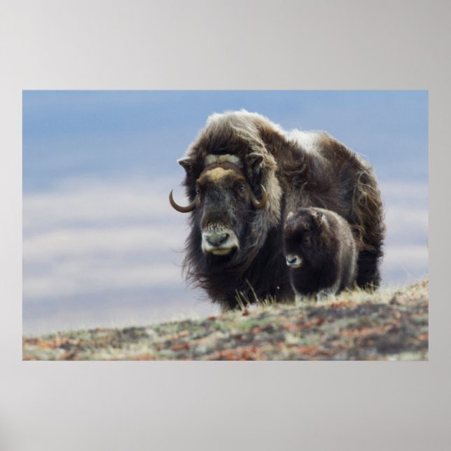 Musk Ox med Calf Poster (Framsidan)