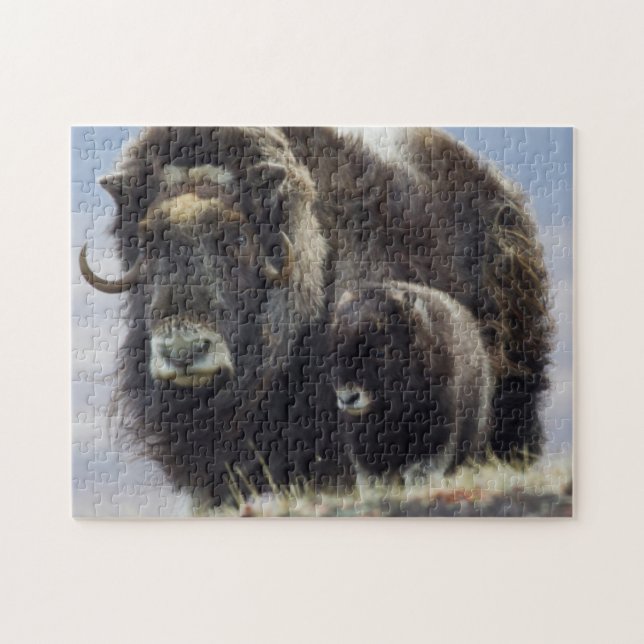 Musk Ox med Calf Pussel (Horisontell)