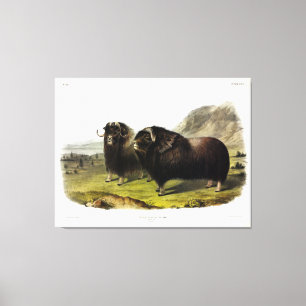 Musk Ox (Ovibos Moschatus) (Muskox) från Audubon Canvastryck