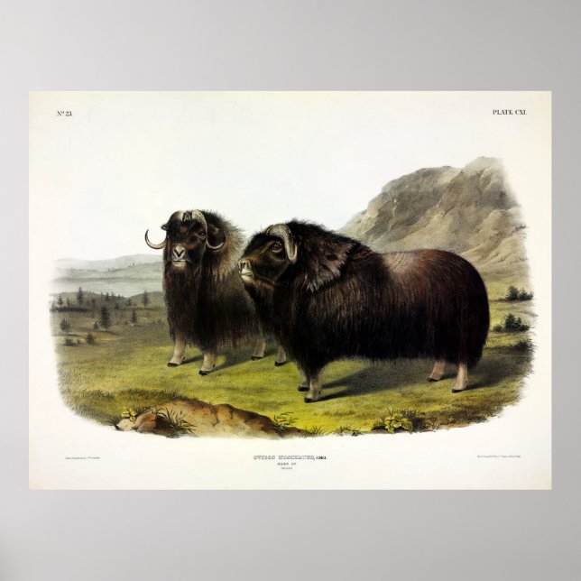 Musk Ox (Ovibos Moschatus) (Muskox) från Audubon Poster (Framsidan)