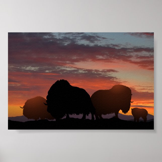 Musk Ox Poster (Framsidan)