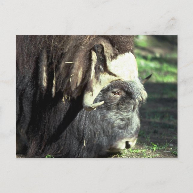 Musk Ox Vykort (Framsida)