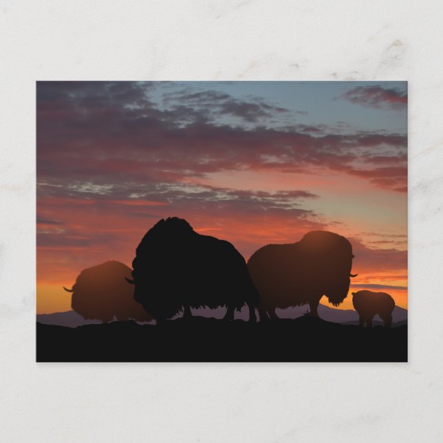 Musk Ox Vykort (Framsida)