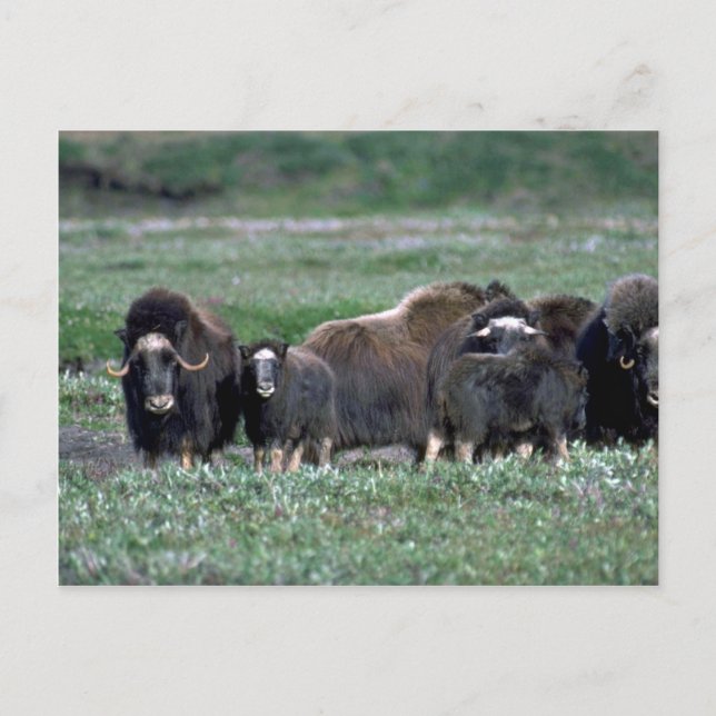 Musk Oxen-besättning på tundra Vykort (Framsida)
