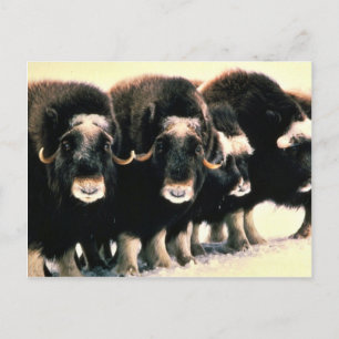 Musk Oxen Vykort