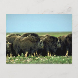Musk Oxen Vykort