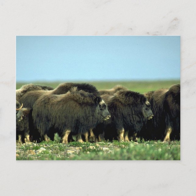 Musk Oxen Vykort (Framsida)
