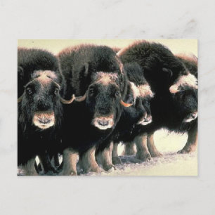 Musk Oxen Vykort