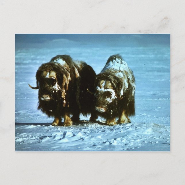 Musk Oxen Vykort (Framsida)