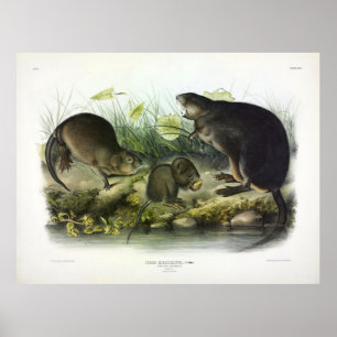 Musk-Råtta, Muskrat, Ondatra zibethicus, av Audubo Poster