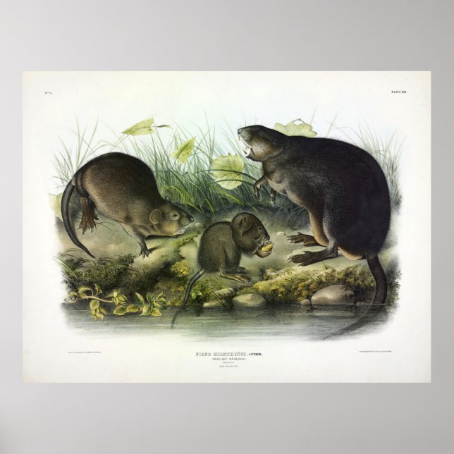 Musk-Råtta, Muskrat, Ondatra zibethicus, av Audubo Poster (Framsidan)
