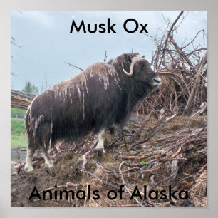 Musk, rävdjur av Alaska Poster