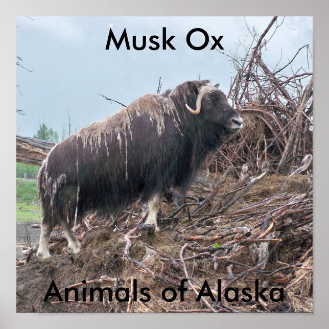 Musk, rävdjur av Alaska Poster (Framsidan)