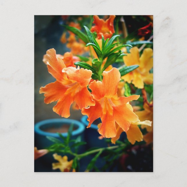 Musk Vykort (Framsida)