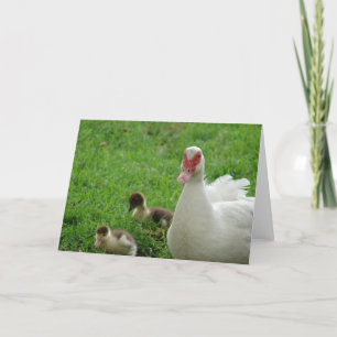 Muskavänder Hen och Ducklings Kort