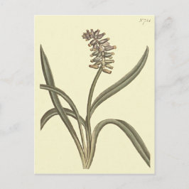 Muskdräktvinbukt Botanisk Illustration Vykort