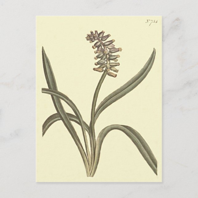 Muskdräktvinbukt Botanisk Illustration Vykort (Framsida)