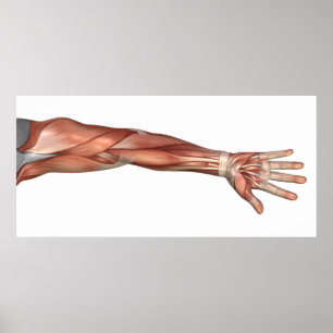 Muskelanatomi av människaarmen som är anterior poster