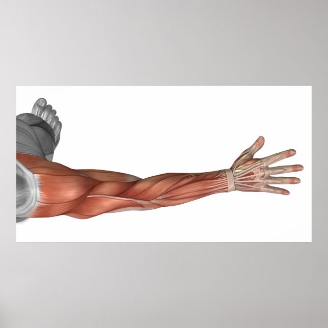 Muskelanatomi i Arm, porträtt Poster (Framsidan)