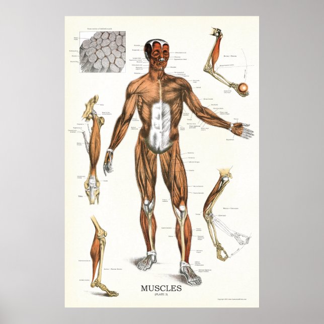 Muskelanatomi Poster 24 x 36 (Framsidan)