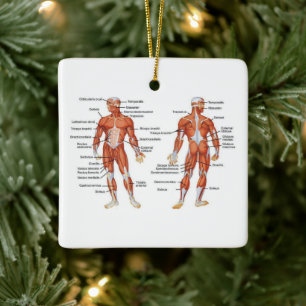 Muskeldiagram för humant anatomi julgransprydnad keramik