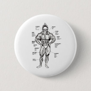 Muskeldiagram och träningsguide - Bodybuilding Mot Knapp