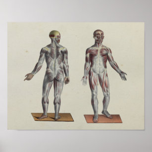 Medicinska Illustrationer Posters & Tryck | Zazzle.se