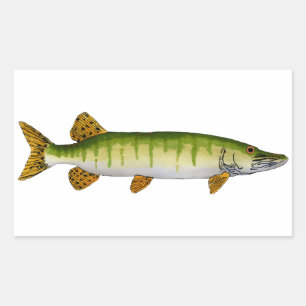 Muskellunge (Muskie) Rektangulärt Klistermärke