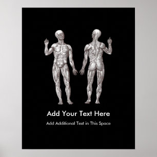 Muskelmanar - anatomi av det muskulösa systemet poster