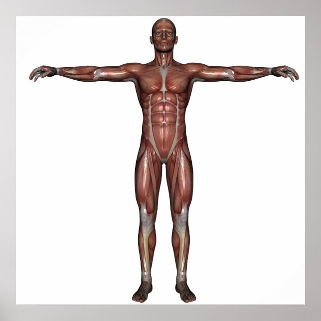 Muskeln poster (Framsidan)