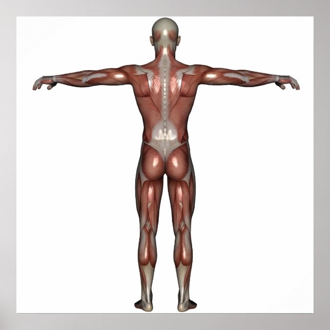 Muskeln poster (Framsidan)