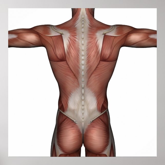 Muskeln poster (Framsidan)