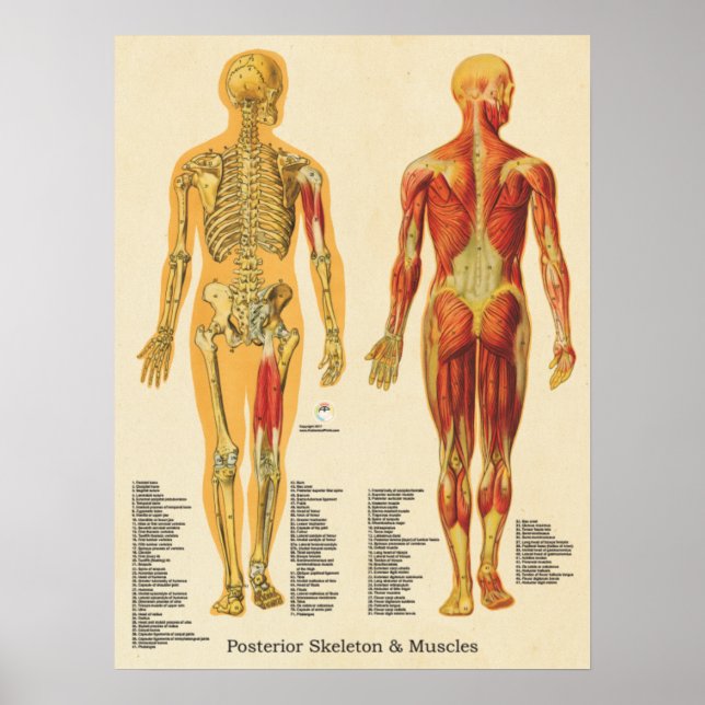 Muskelskel Skeleton Skeletal Anatomidiagram Poster (Framsidan)
