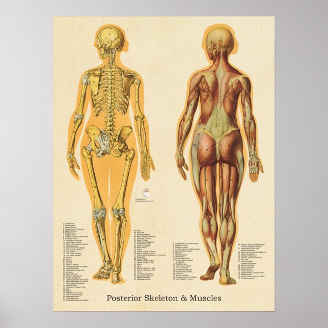 Muskelskelvävnad Skeleton Skeletal Anatomidiagram  Poster (Framsidan)