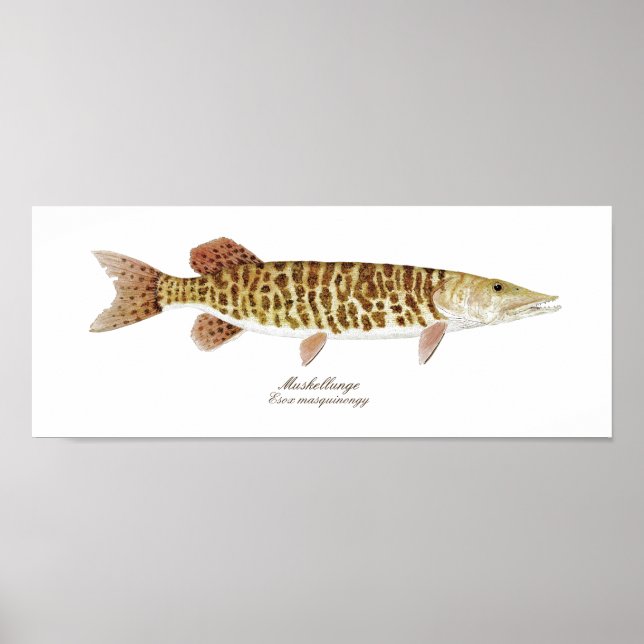 Muskie art poster (Framsidan)