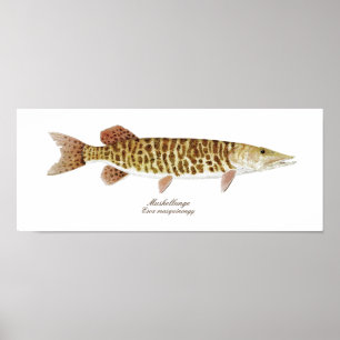 Muskie konstaffisch poster