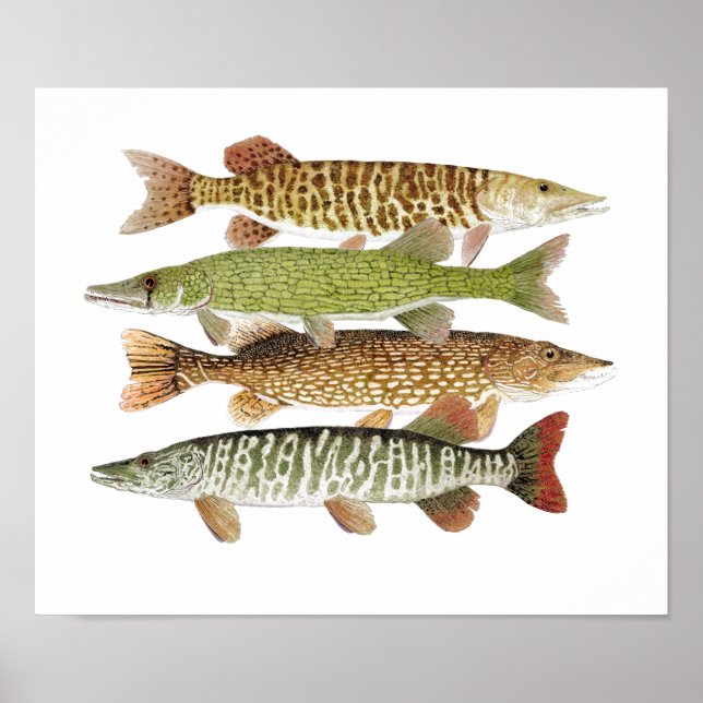 Muskie,Pike, Tiger & Pickerel II Poster (Framsidan)