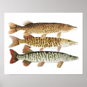 Muskie,Pike & Tiger Poster