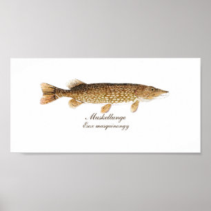 Muskie Print Poster