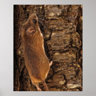Musklättring Träd Poster