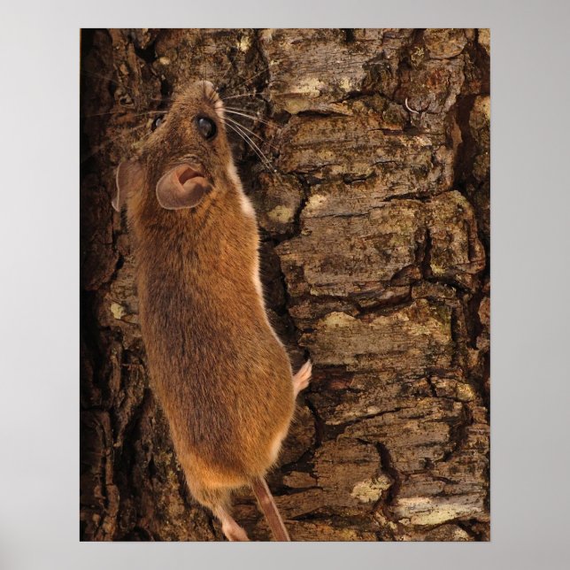 Musklättring Träd Poster (Framsidan)