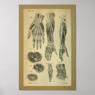 Muskler 1850 för arm för vintageanatomitryck poster
