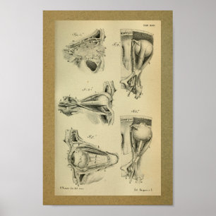 Muskler 1850 för öga för vintageanatomitryck poster