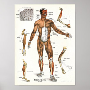 Muskler Anatomiskt diagram Poster