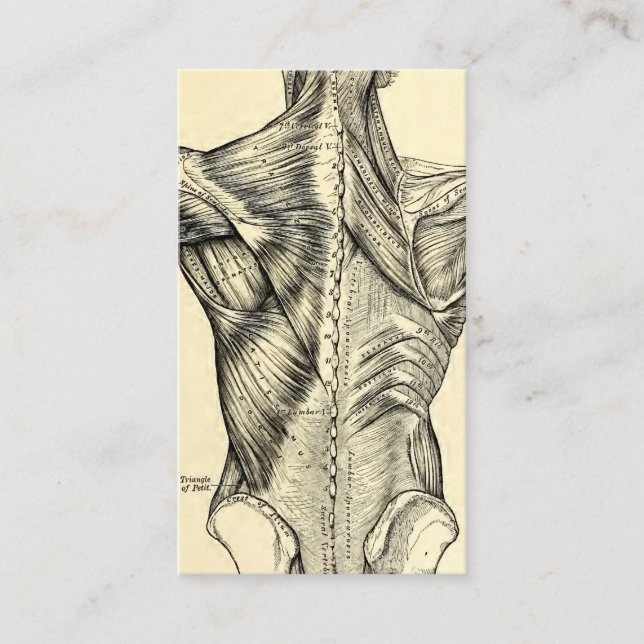Muskler för baksida för människaanatomikonst visitkort (Framsida)
