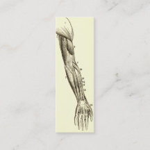 Muskler för vintageanatomi | av armen (circa 1852)