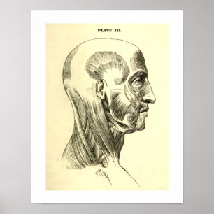Muskler för vintageanatomi av det Head (circa Poster
