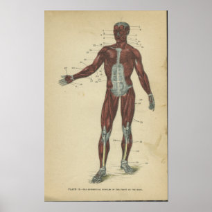 Muskler för vintageanatomitryck poster