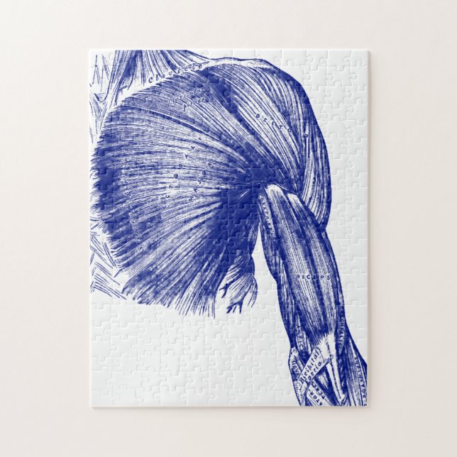 Muskler för vintagemänniskaanatomi av bröstkorgen pussel (Vertikal)