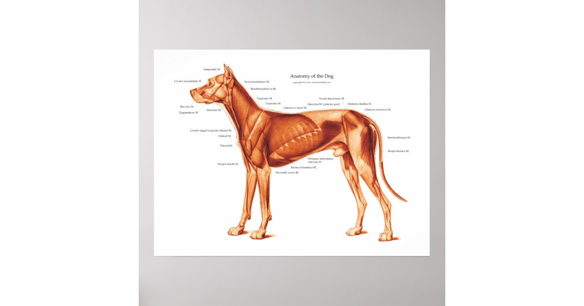 Muskler i Hund Anatomi Poster Zazzle.se